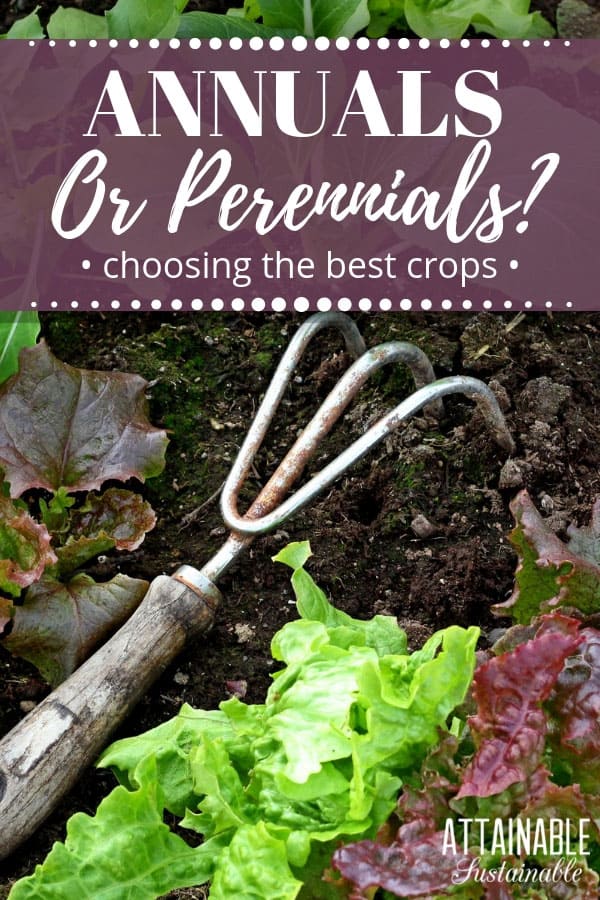 Trying to figure out what will provide the best harvest for your space? Understanding annuals vs. perennials is a good place to start planning a garden. #homestead #garden #growfood