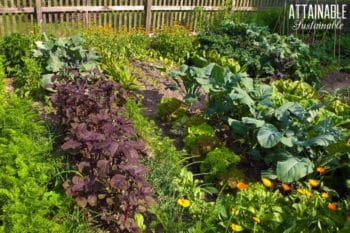 vegetable garden with various crops and calendula in foreground
