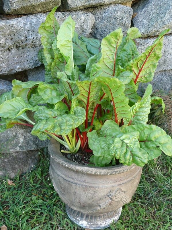 swiss chard in a grey planter
