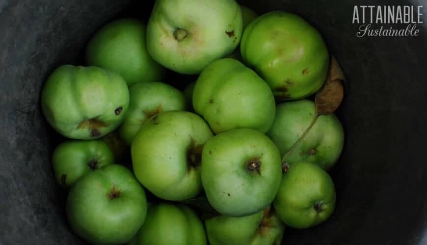 green apples in a bucket