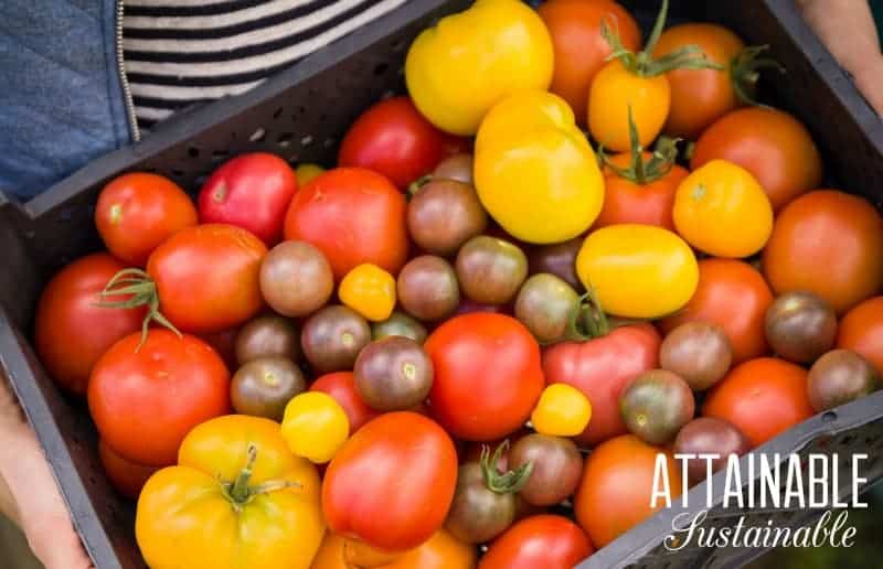 heirloom tomatoes in a wooden box