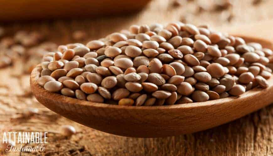 dry lentils in a wooden spoon