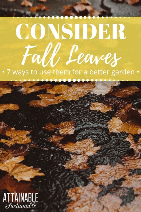 brown fall leaves in a puddle