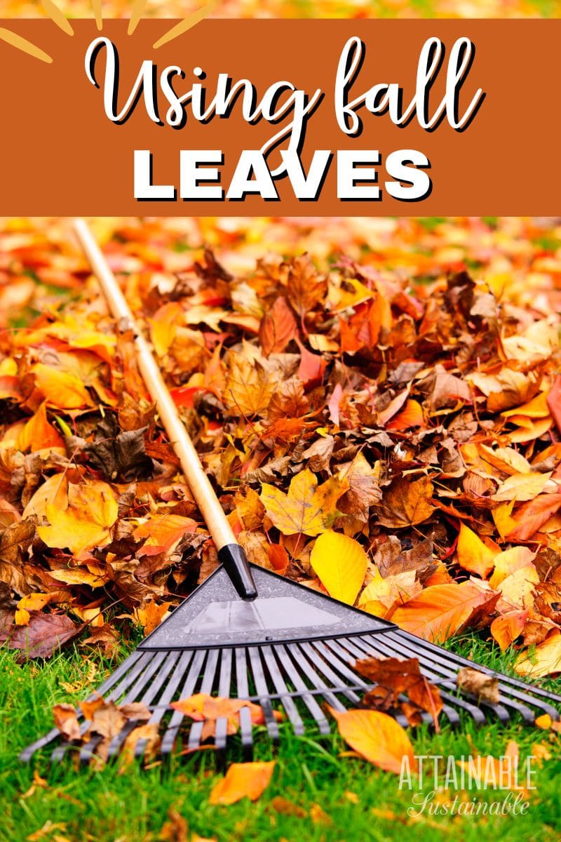 Using leaves in the garden is a brilliant use of FREE organic matter. Those curbside bags of raked leaves transform your soil as they morph into leaf mold. Leaves on a lawn, with a leaf rake.