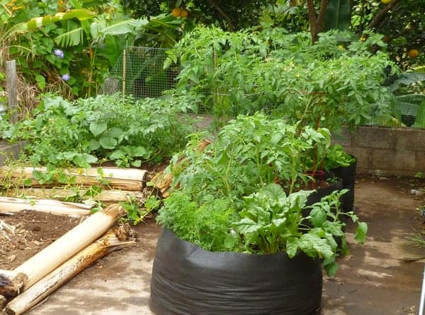 Single container vegetable garden