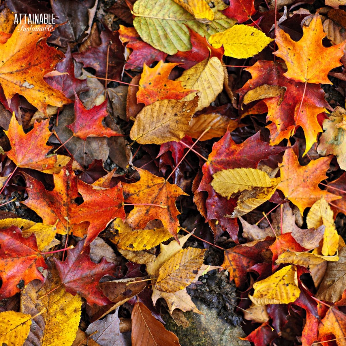 Using leaves in the garden is a brilliant use of FREE organic matter. Those curbside bags of raked leaves transform your soil as they morph into leaf mold. leaves in bright fall colors.