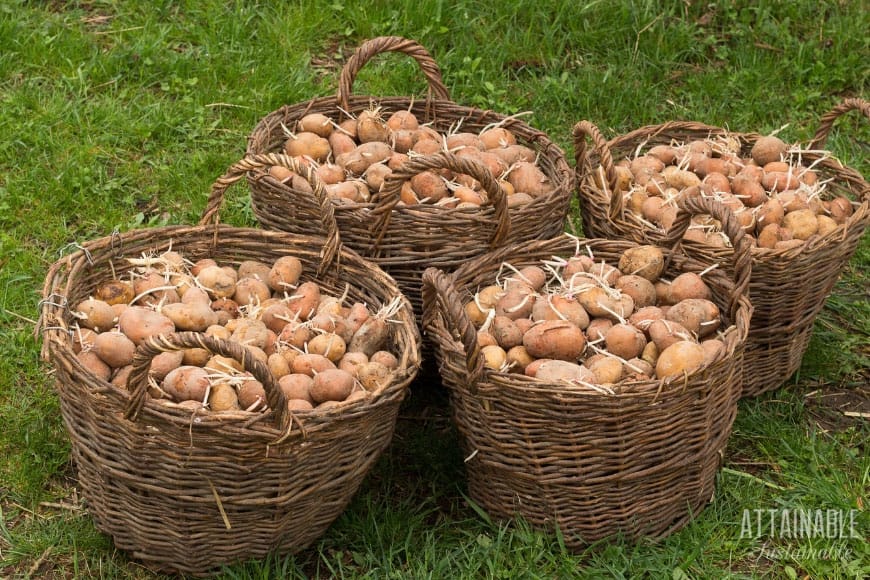 brown potatoes in wicker baskets on a green lawn