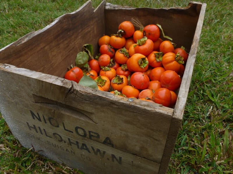 orange persimmons in a vintage wooden crate