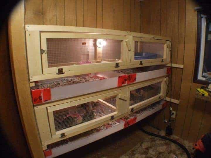 quail raising eggs coturnix meat urban chicken coop pens pen solution coops homesteaders perfect quails backyard cages attainable sustainable chickens