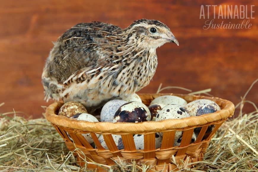 fresh jumbo brown coturnix quail hatching eggs!  40 