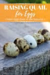 quail eggs on a piece of weathered wood