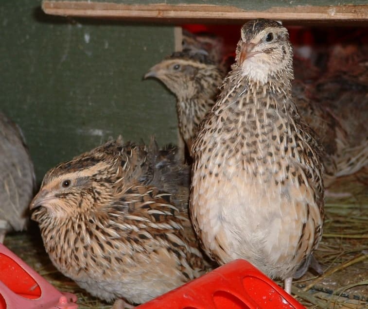 Quail eggs may be small, but so are the quail. Small enough that they can be a great alternative to egg laying hens in the suburbs.