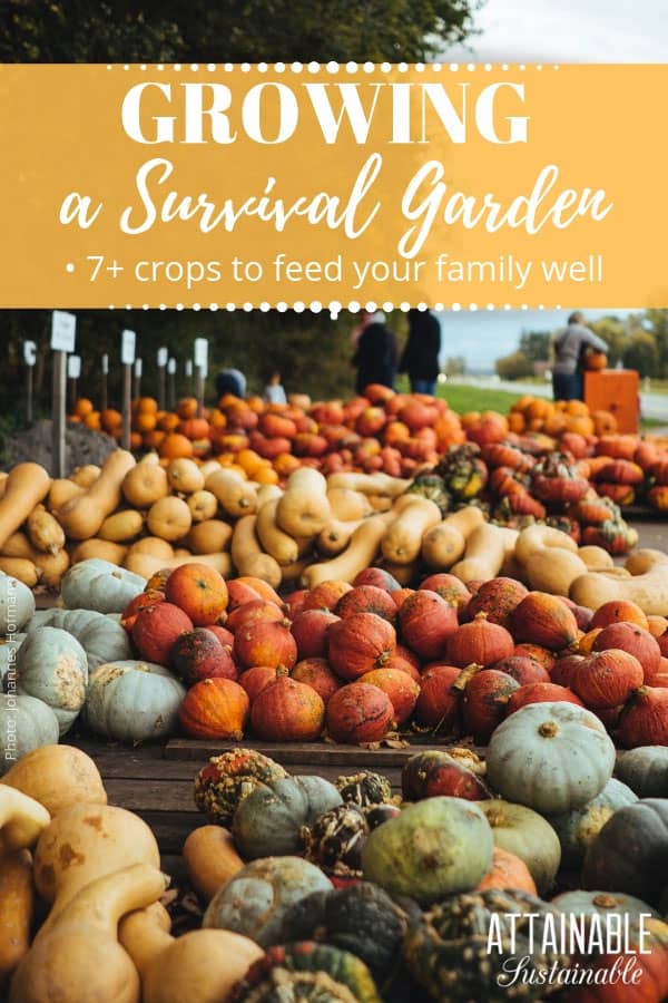 Growing root vegetables and starchy staple crops in your garden will ensure that you harvest plenty of calories. Staple crops have sustained humans for countless years, and are a perfect addition to healthy meals to keep a family fed on a limited budget. #garden #growingfood #homestead