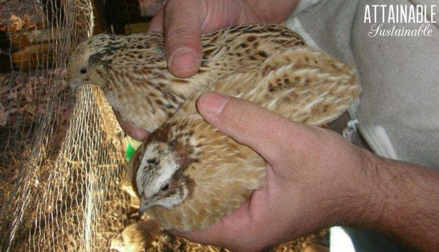 two coturnix quail in a man's hands