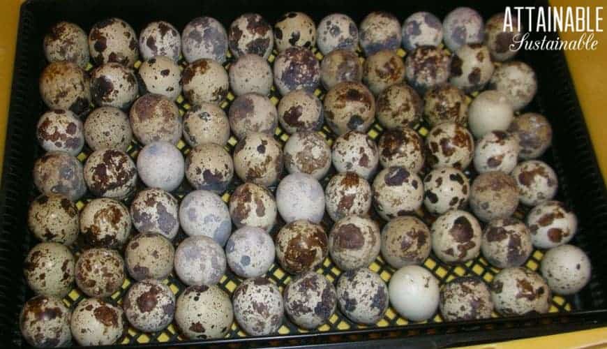 tray full of brown-spotted quail eggs