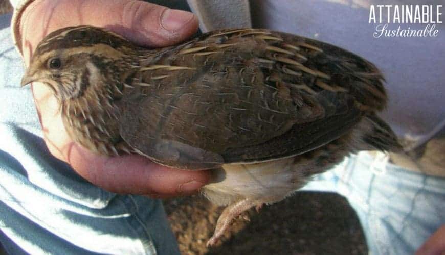 coturnix quail