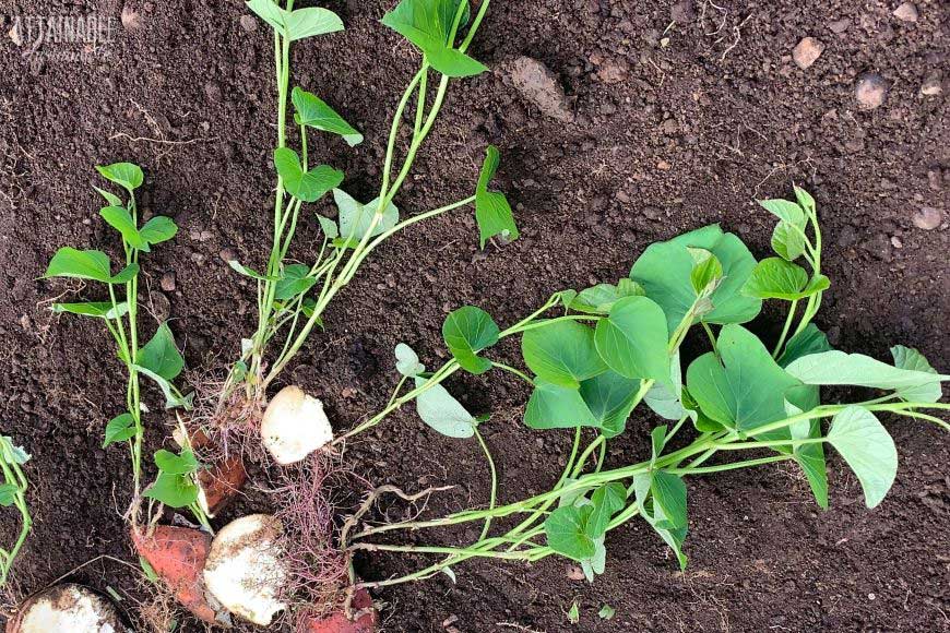 rooted sweet potato cuttings