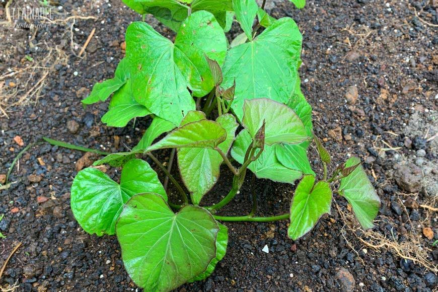 close up of green leaves on black soil