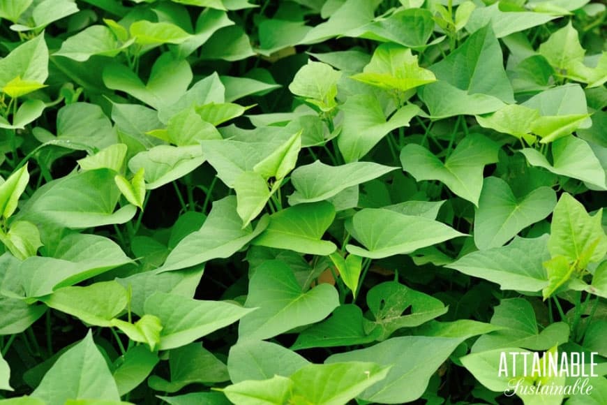 lush sweet potato leaves