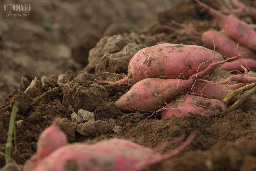 pink sweet potatoes laying on brown dirt