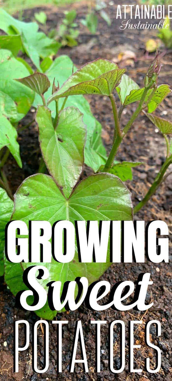 Growing Sweet Potatoes for a Healthy Backyard Harvest
