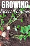 sweet potato slips