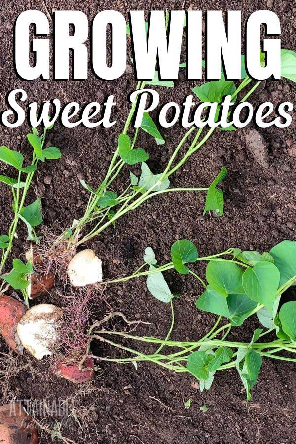 sweet potato slips