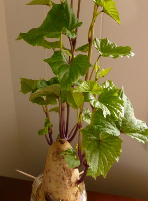 It might look like a science project, but sprouting a sweet potato like this is the first step to growing them.