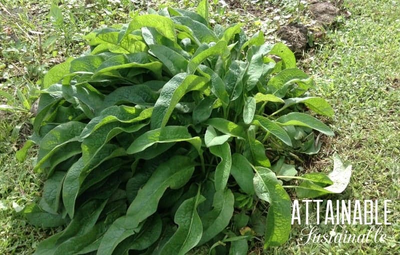 comfrey plant