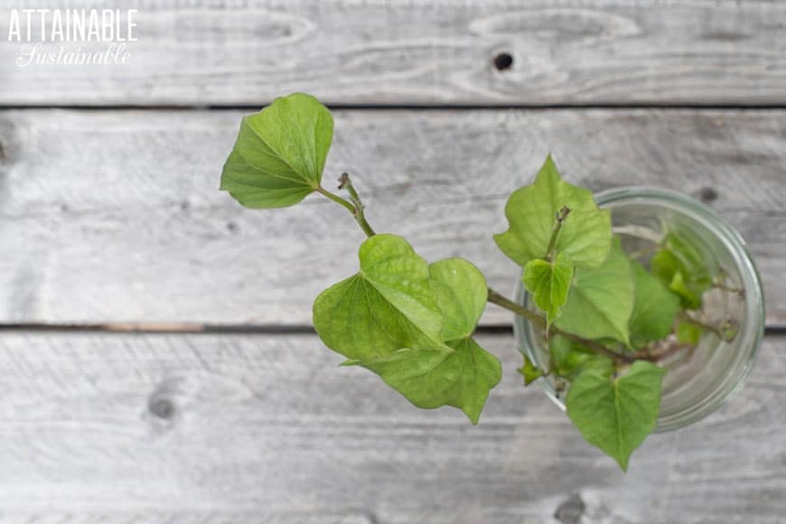 green sweet potato vine on a white board table