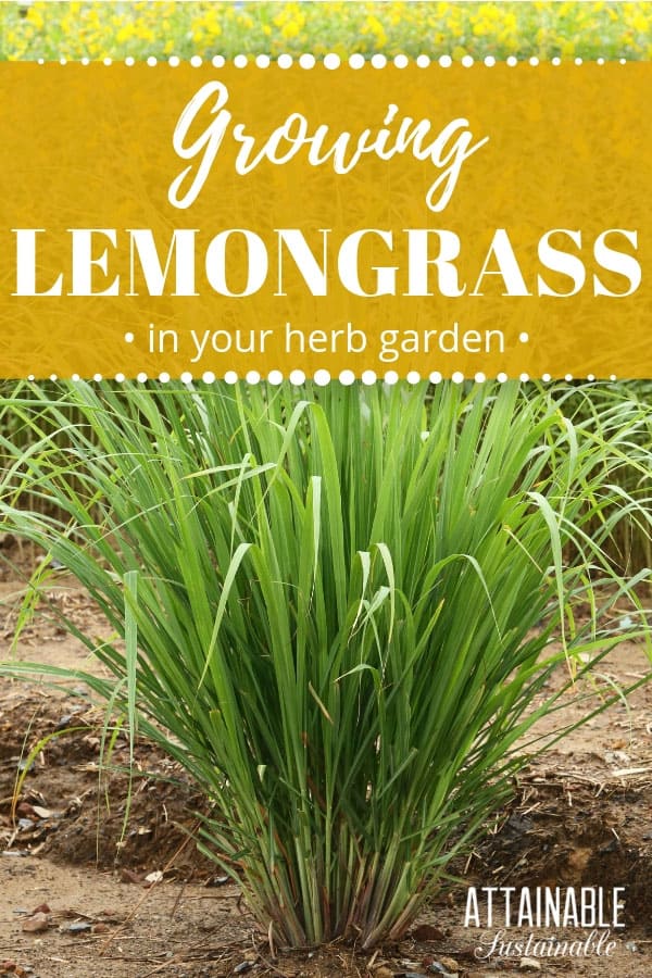 Growing lemongrass is easy. It's a pretty addition to gardens, but it's a flavorful edible, too. Use it to give soups, stir fries, and tea a little extra zing. #herbs #garden