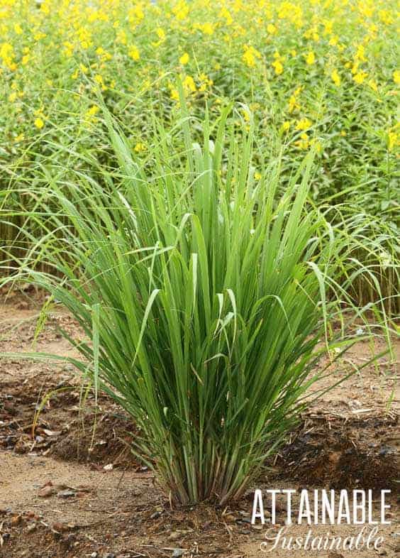 lemongrass plant, pretty and perfect for edible landscaping