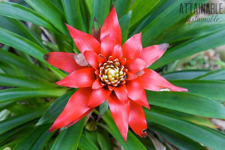 red bromeliad plant