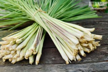 2 bundles of lemongrass stalks on a wooden table