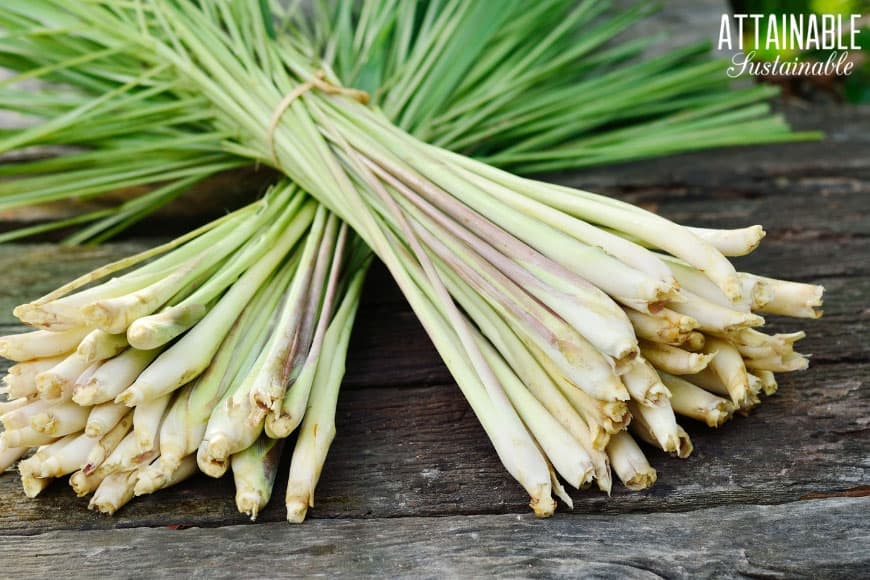 How to Grow Lemongrass the Garden Containers)