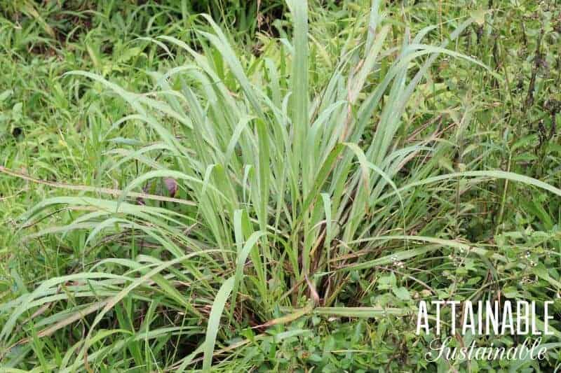 Lemongrass is easy to grow and pretty, too. Growing lemongrass in your own garden means you'll have it on hand when recipes call for this herb. 