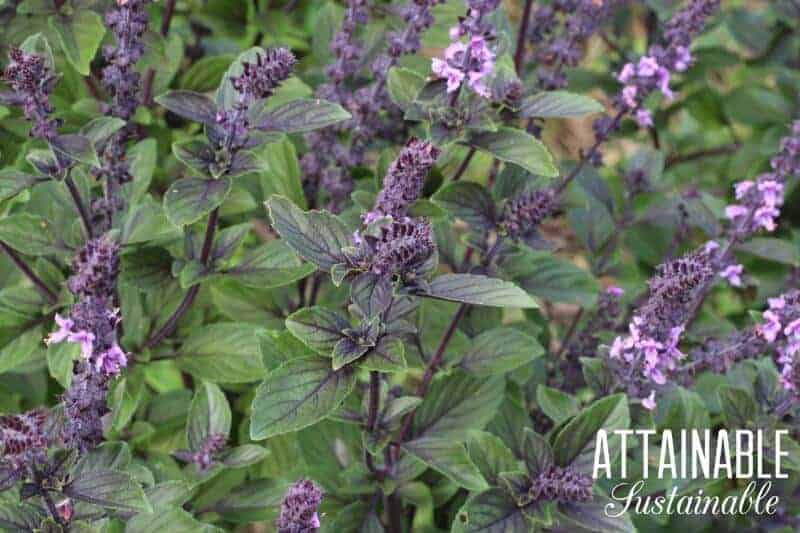 african blue basil