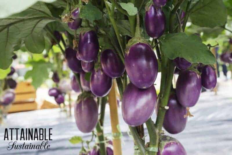 purple eggplant growing on green plant - comparing annuals vs. perennials