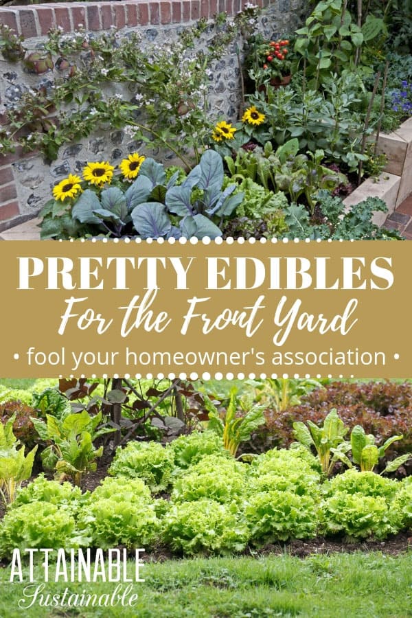 Planting a front yard garden full of pretty edibles -- annual and perennial vegetables -- is a great way to use the most of your space. Edible front yard landscaping allows you to harvest vegetables from an otherwise unused space. Choose these pretty vegetable plants and your homeowner's association will never know! #garden #growingfood #urbangarden
