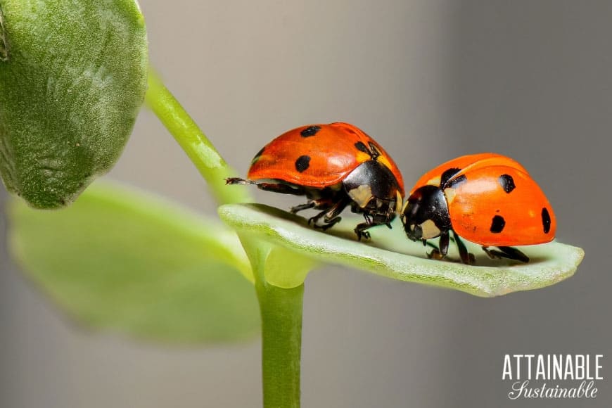 two red ladybugs on a leaf - natural aphid control!