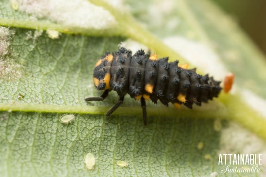 ladybug larvae on a leaf - natural aphid control 