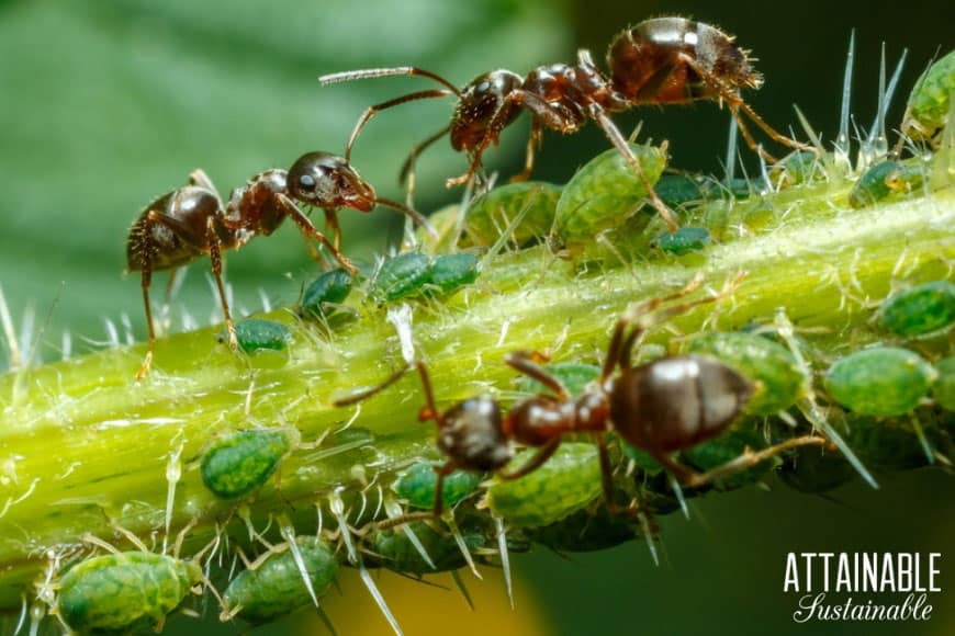 black ants and green aphids on a branch