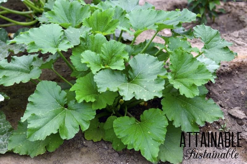 squash plant growing in dry dirt