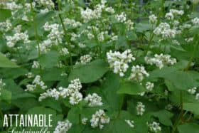 There are many good reasons to plant buckwheat in your garden. Here are nine of 'em.
