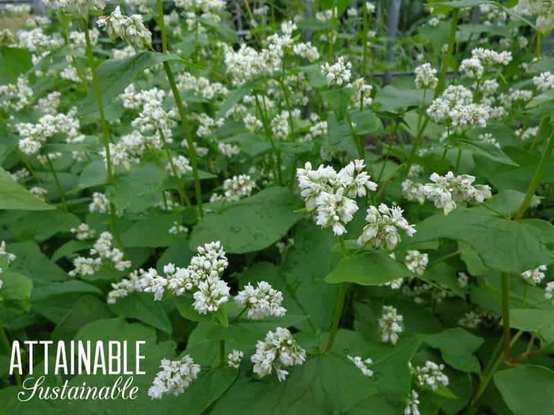 Green buckwheat plants with white flowers - DIY chicken feed!