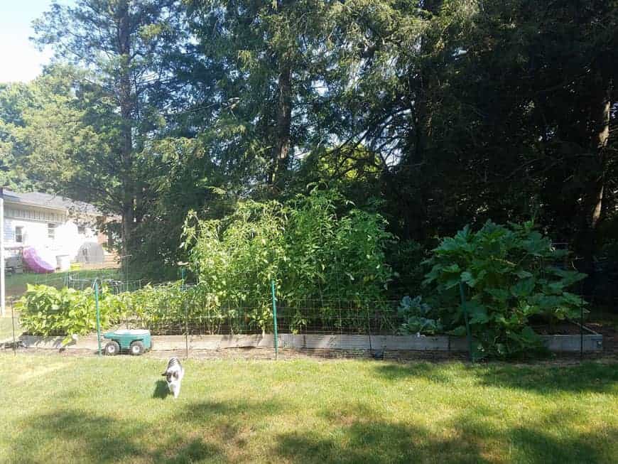 vegetable garden in the shade of pines