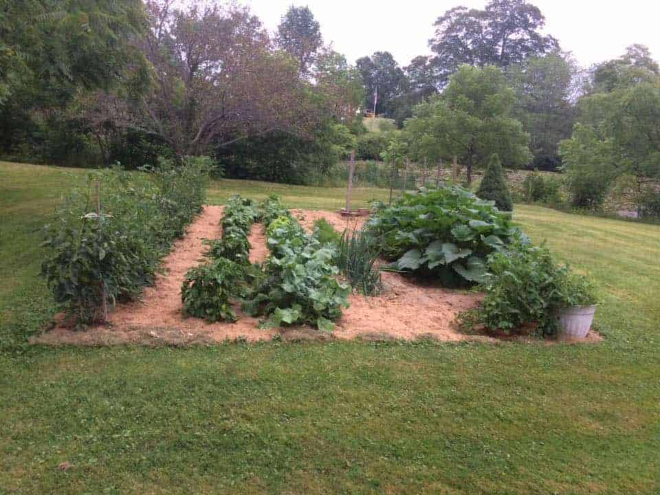 vegetable garden patch in the middle of a lawn
