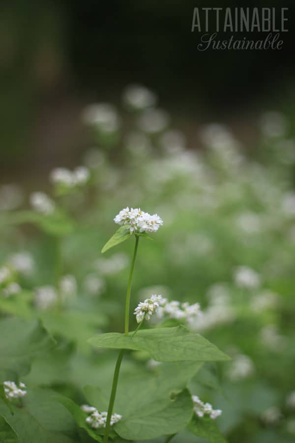 close up of buckwheat flower