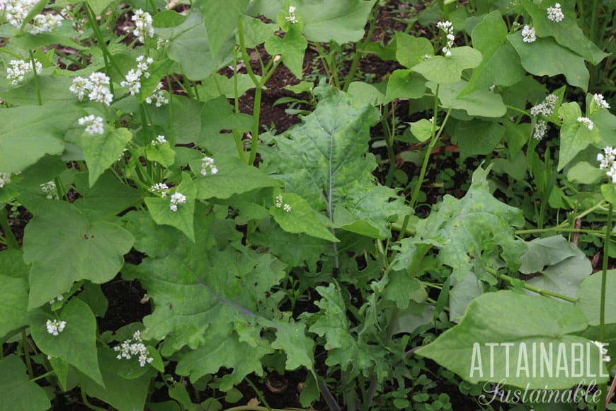 buckwheat and kale growing in a garden