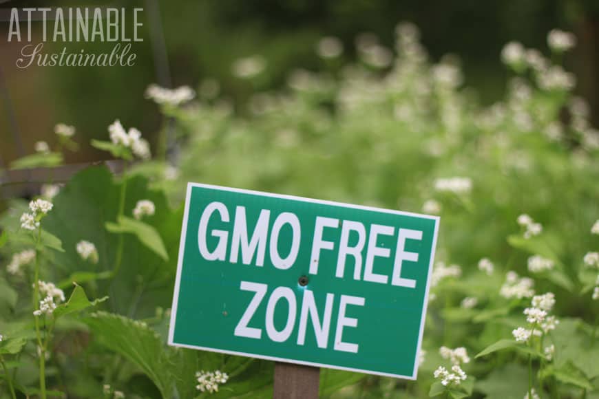 GMO free zone sign with buckwheat in the background